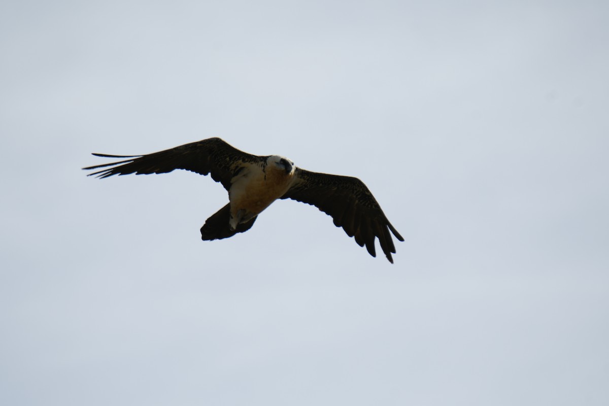 orlosup bradatý - ML644538110