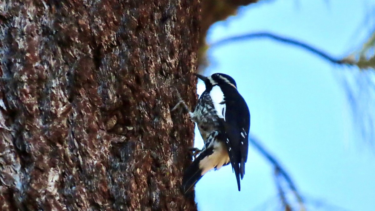 Pic de Williamson - ML644538112