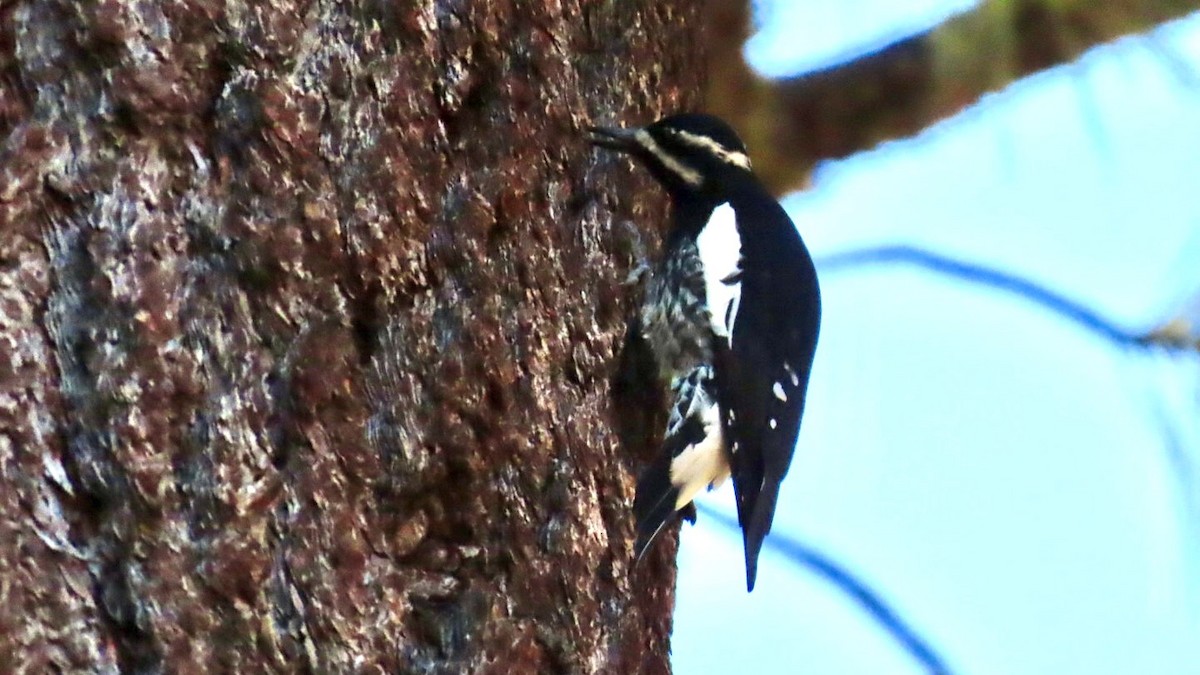 Pic de Williamson - ML644538113