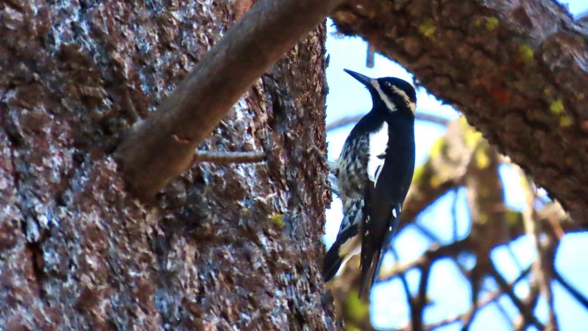 Pic de Williamson - ML644538114