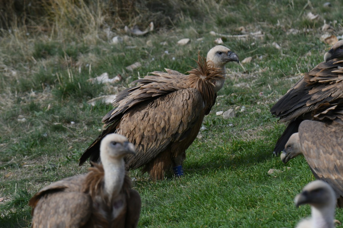 Vautour fauve - ML644538119