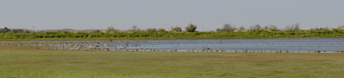 Courlis à long bec - ML644538122