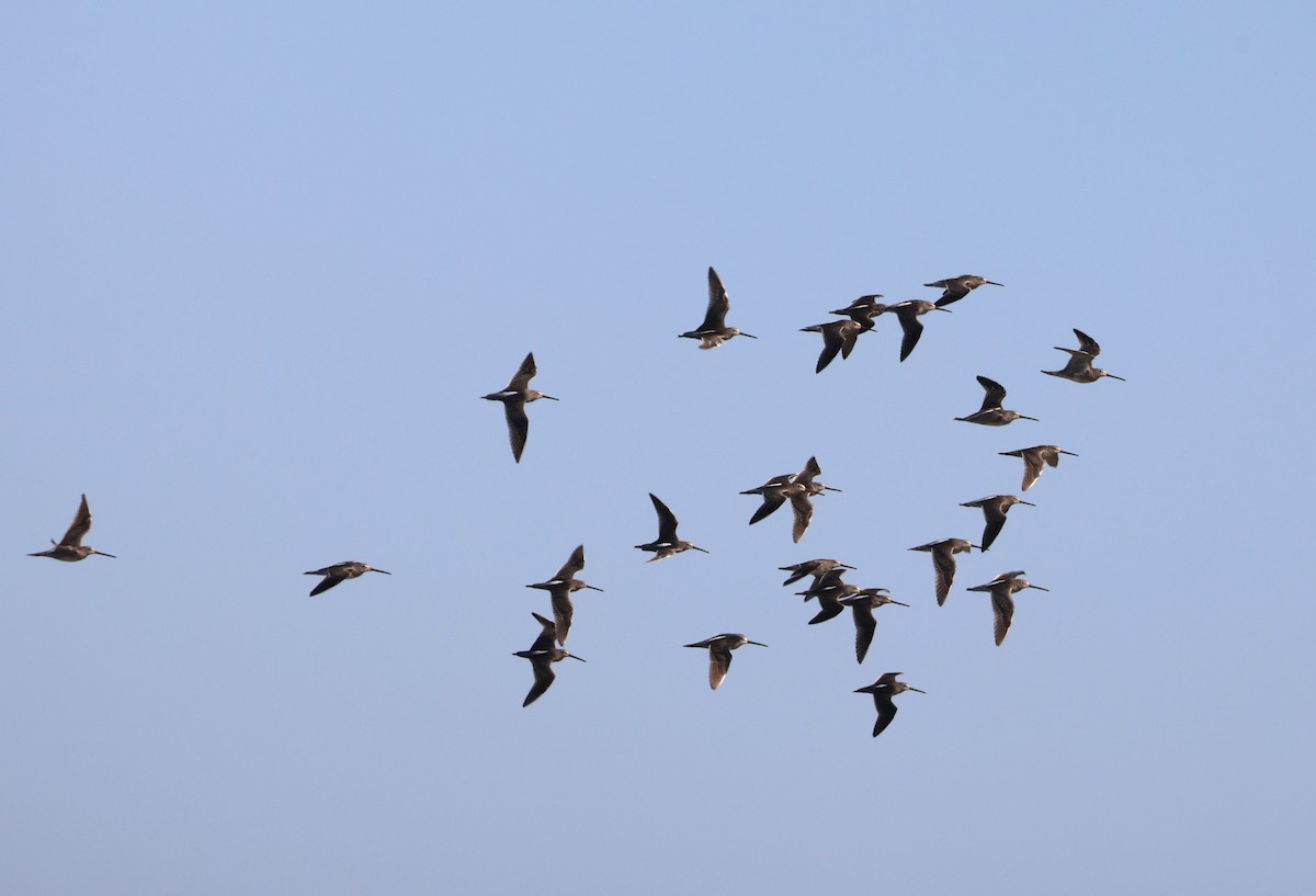 Long-billed Dowitcher - ML644538131