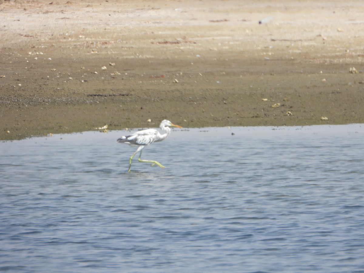 strandhegre - ML644538135