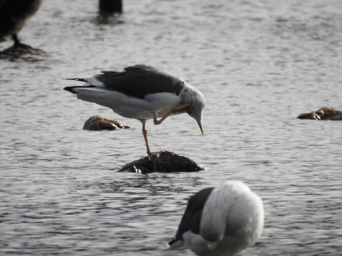 Gavión Atlántico - ML644538141