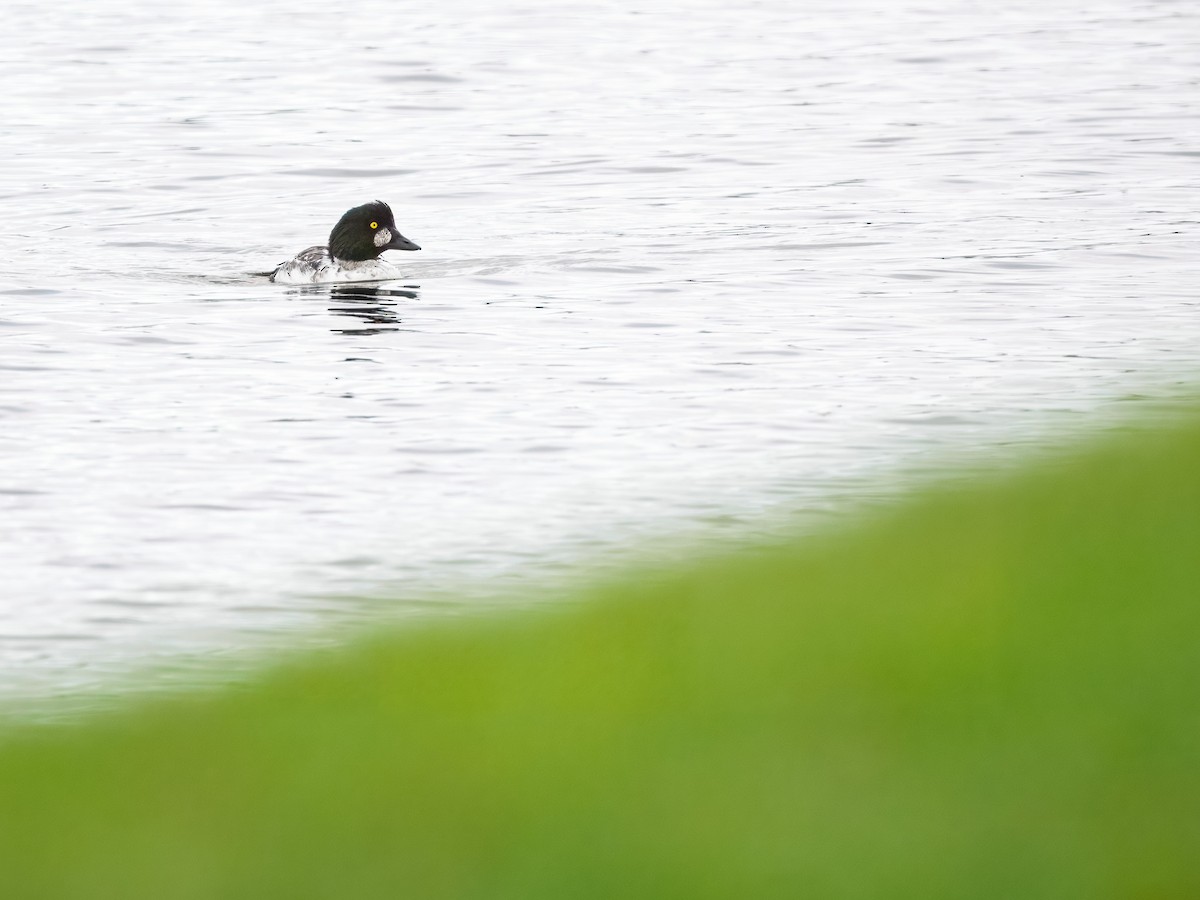 ホオジロガモ - ML644538152