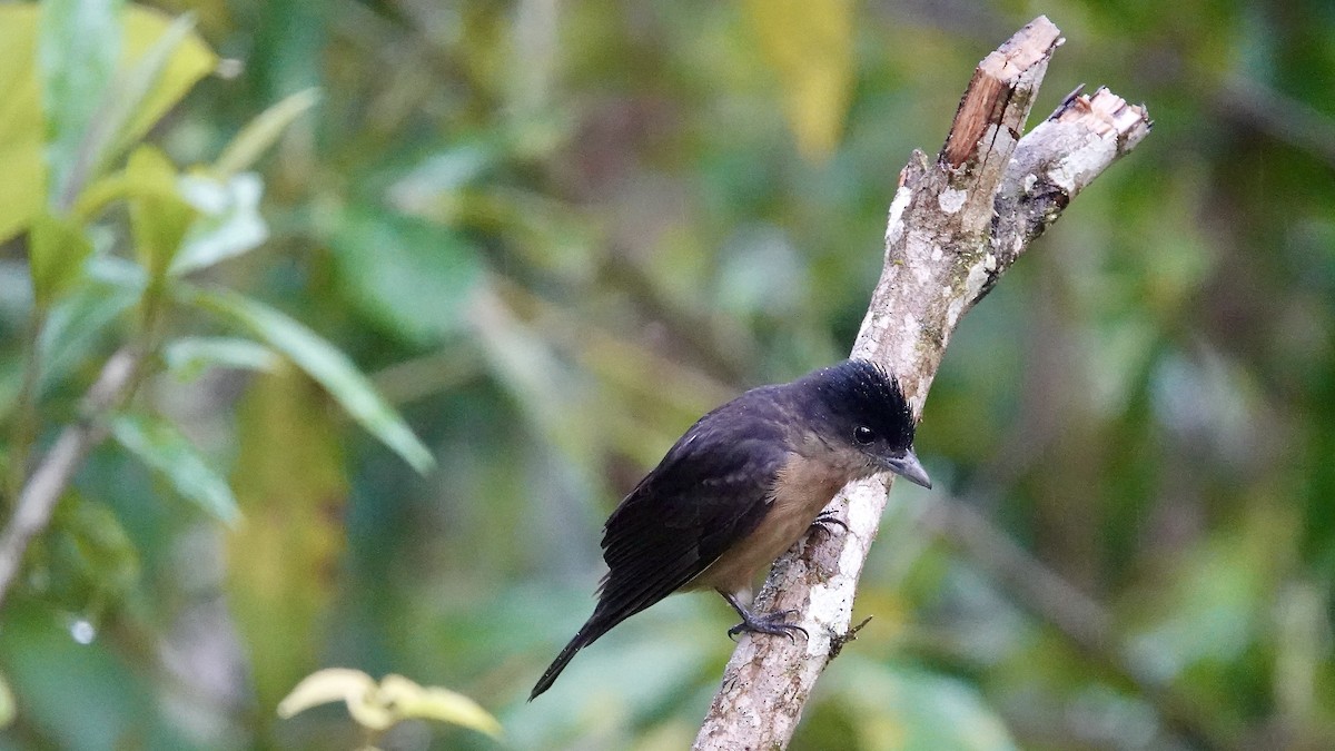 Crested Becard - ML644538153