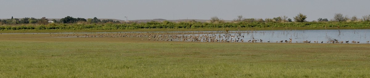 Courlis à long bec - ML644538160