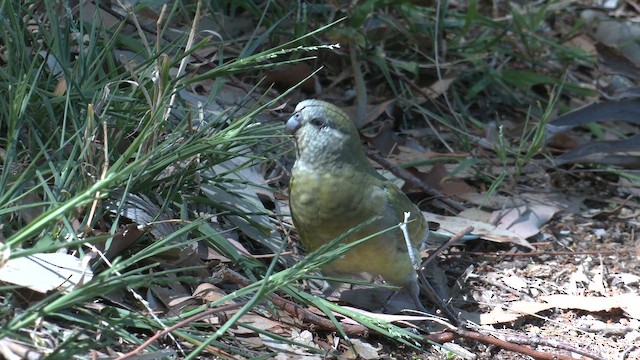 Red-rumped Parrot - ML644538162