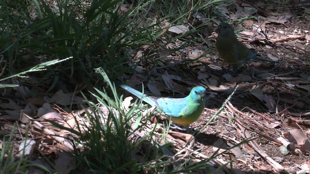 Red-rumped Parrot - ML644538163