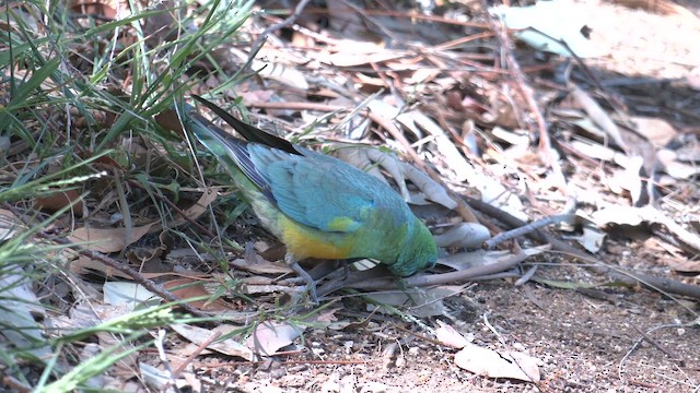 Red-rumped Parrot - ML644538168
