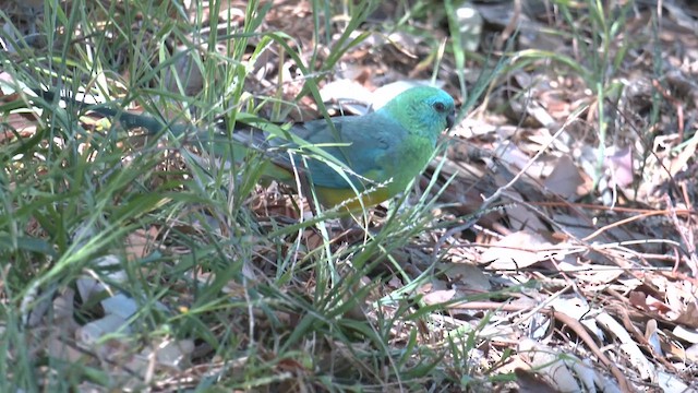 Red-rumped Parrot - ML644538169