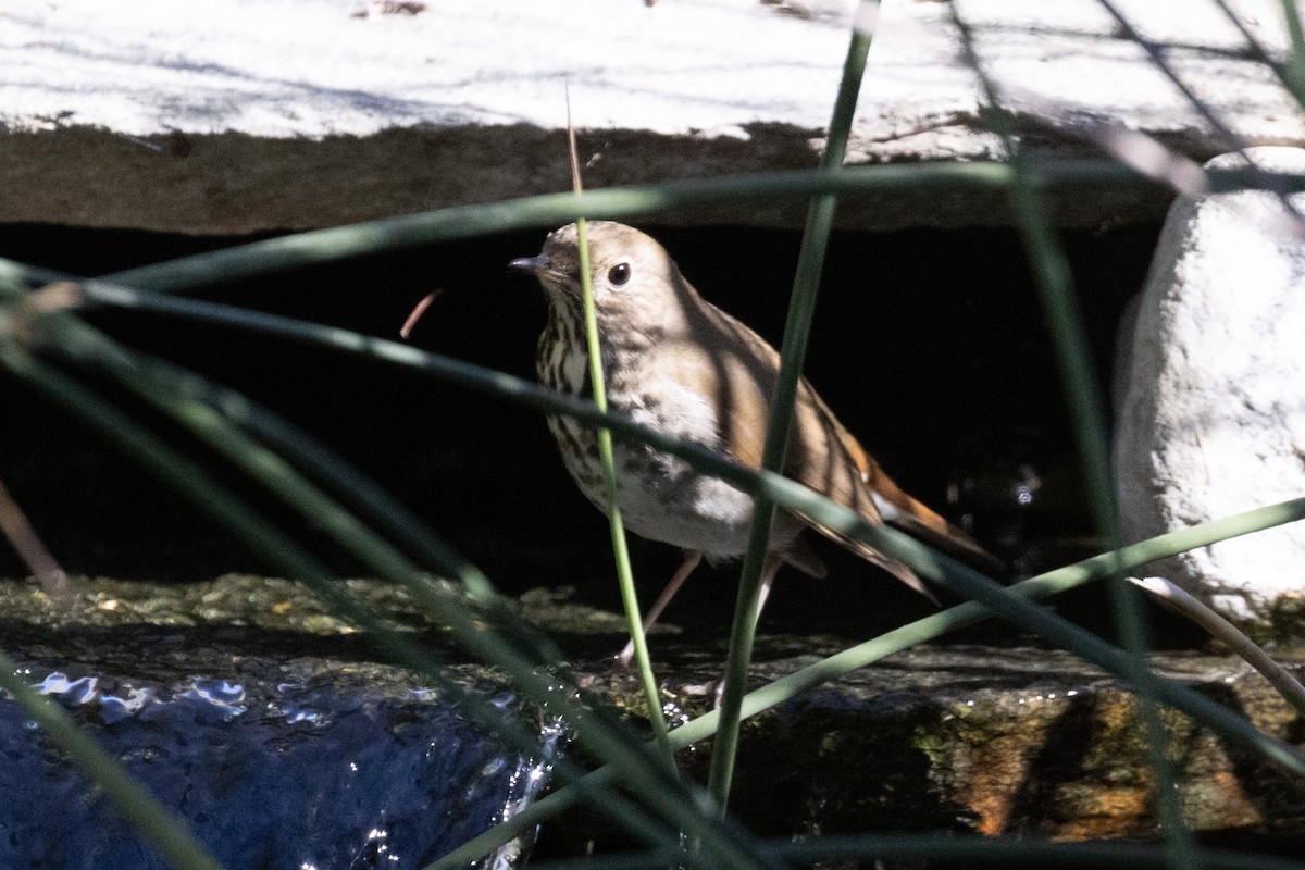 Hermit Thrush - ML644538175