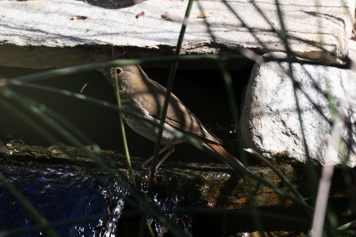 Hermit Thrush - ML644538176