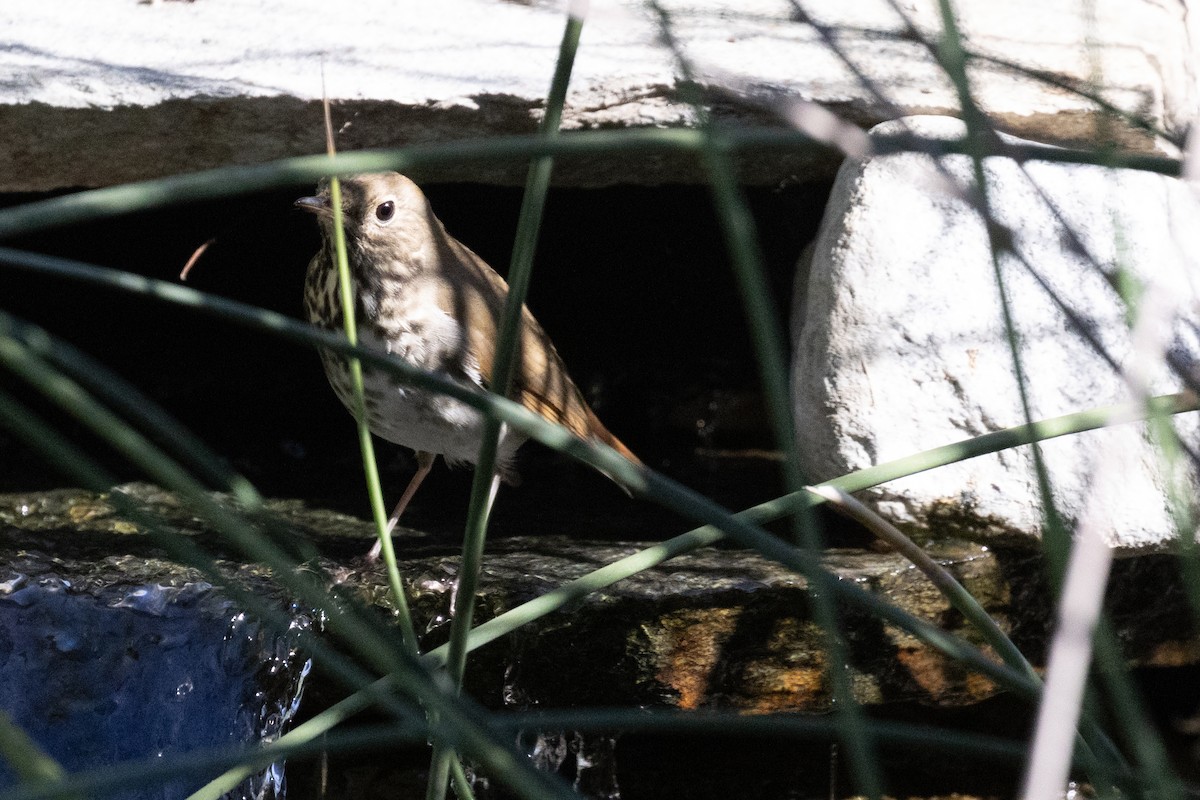 Hermit Thrush - ML644538177