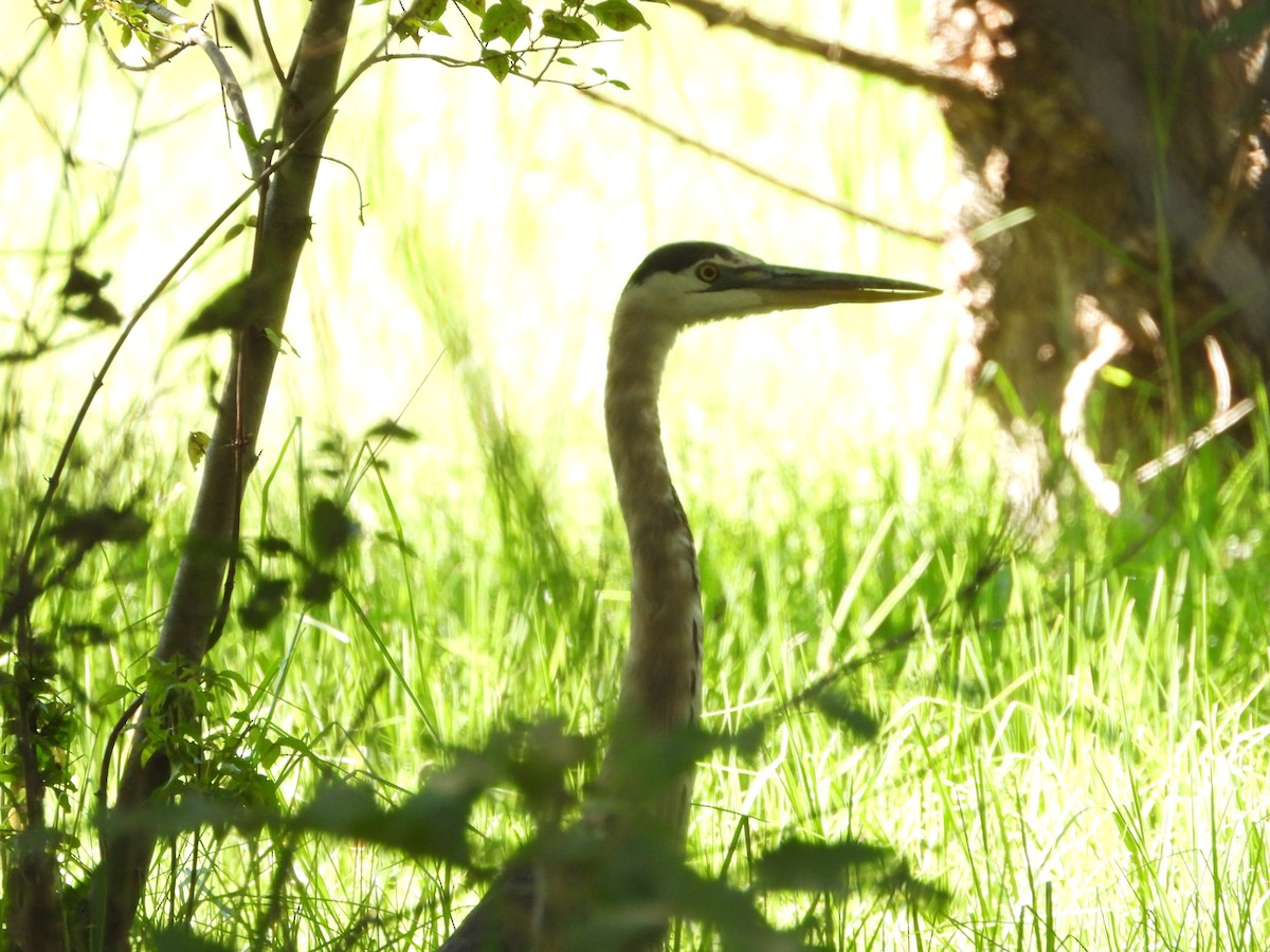 Great Blue Heron (Great Blue) - ML644538195