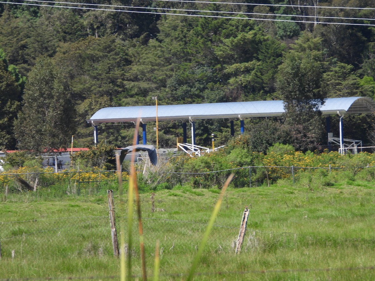 Great Blue Heron (Great Blue) - ML644538196