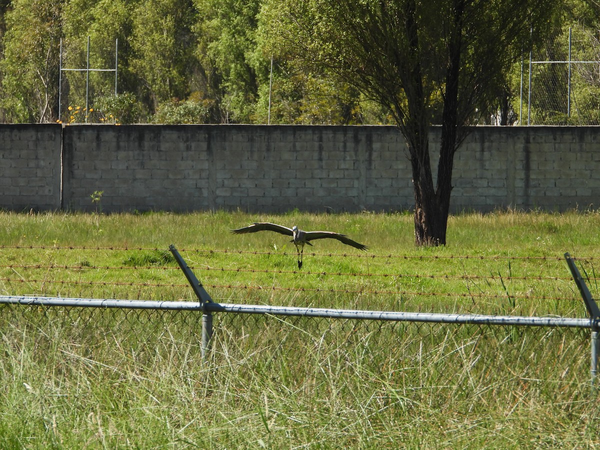 Great Blue Heron (Great Blue) - ML644538197