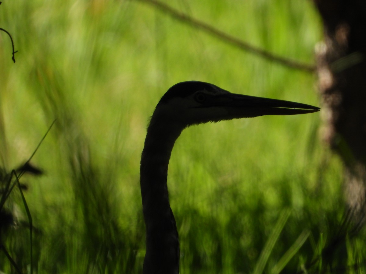 Great Blue Heron (Great Blue) - ML644538198