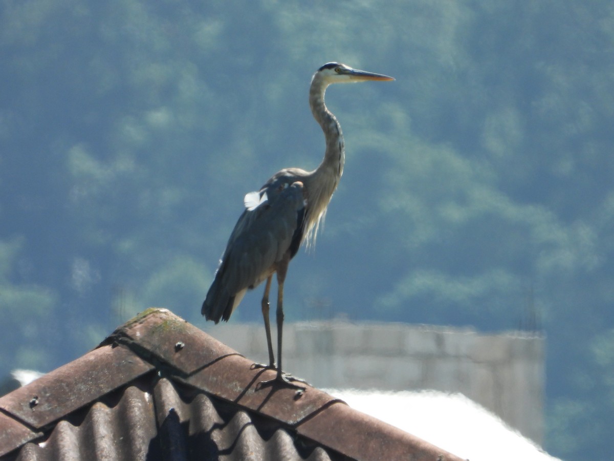Great Blue Heron (Great Blue) - ML644538200