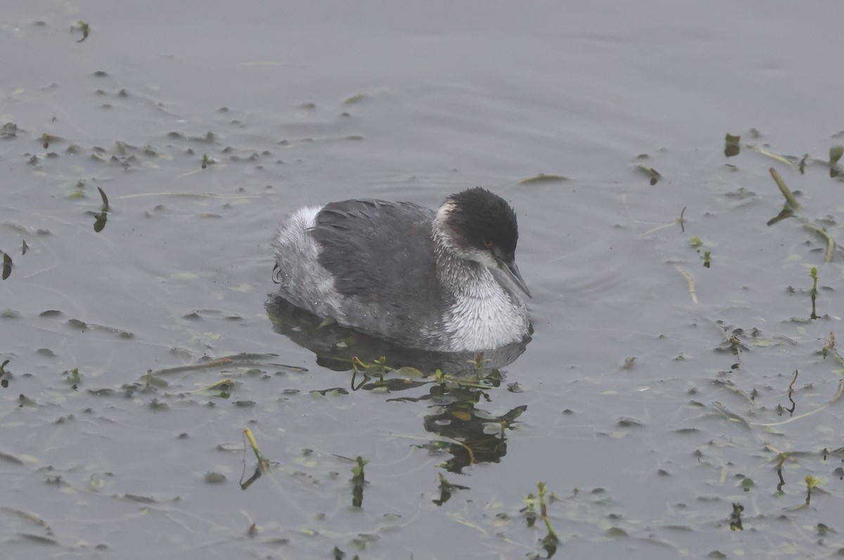 Eared Grebe - ML644538203