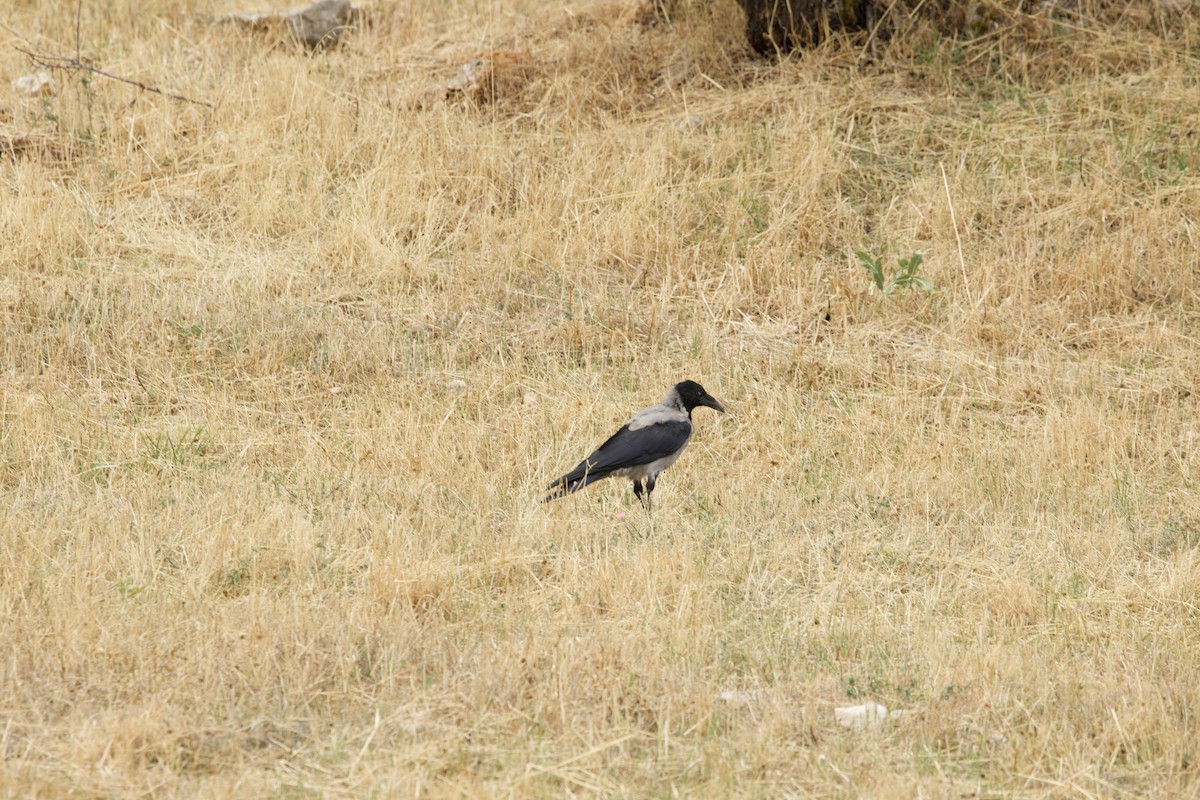 Hooded Crow - ML644538209