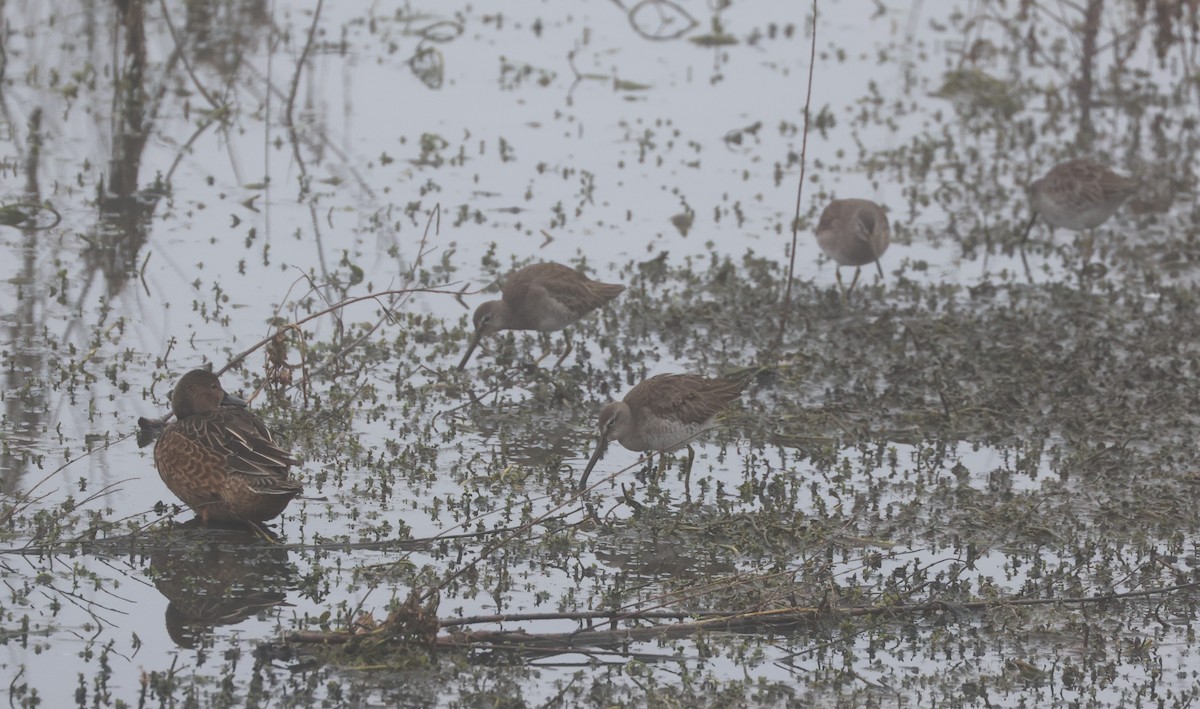 Long-billed Dowitcher - ML644538210