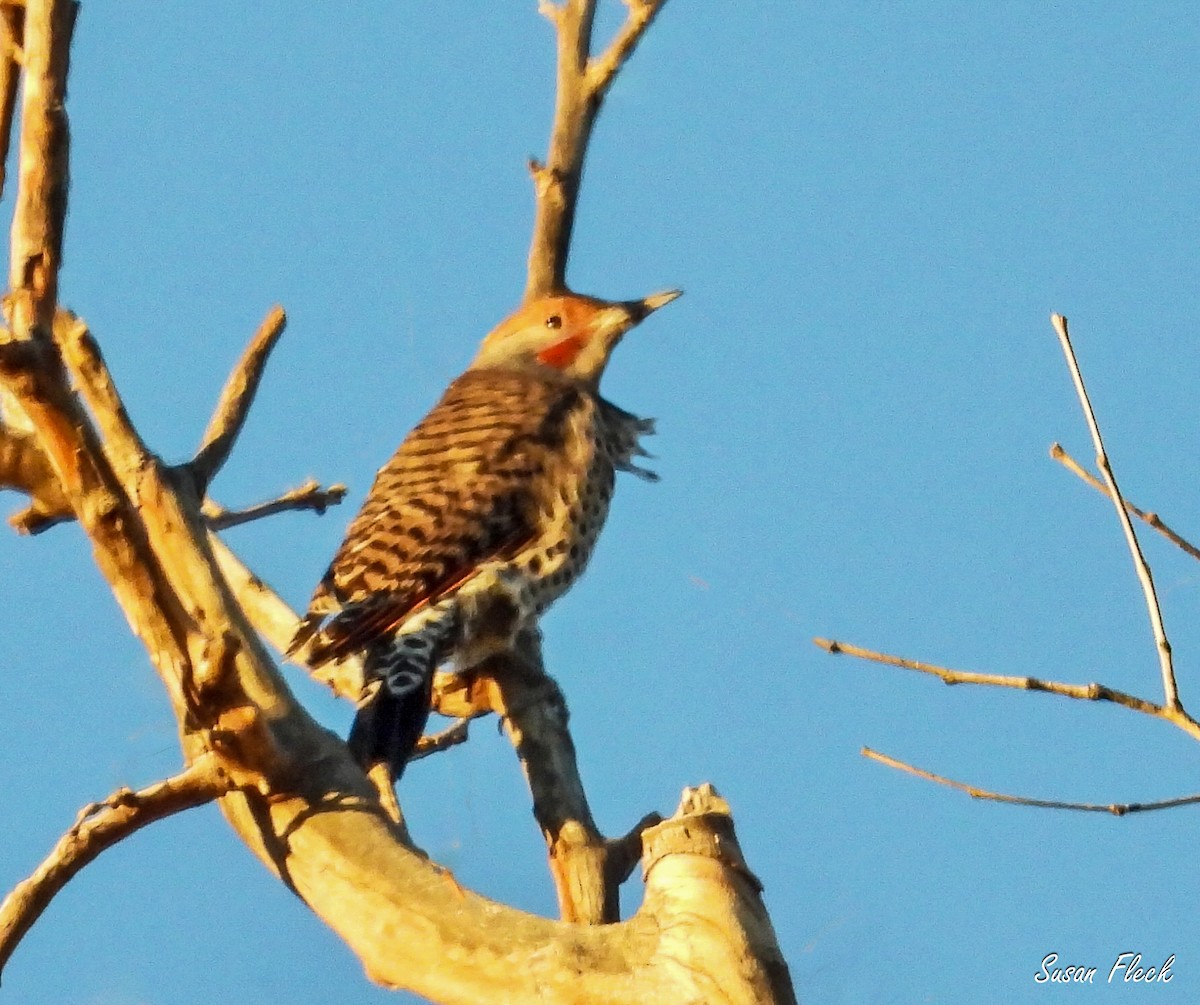 Northern Flicker (Red-shafted) - ML644538215