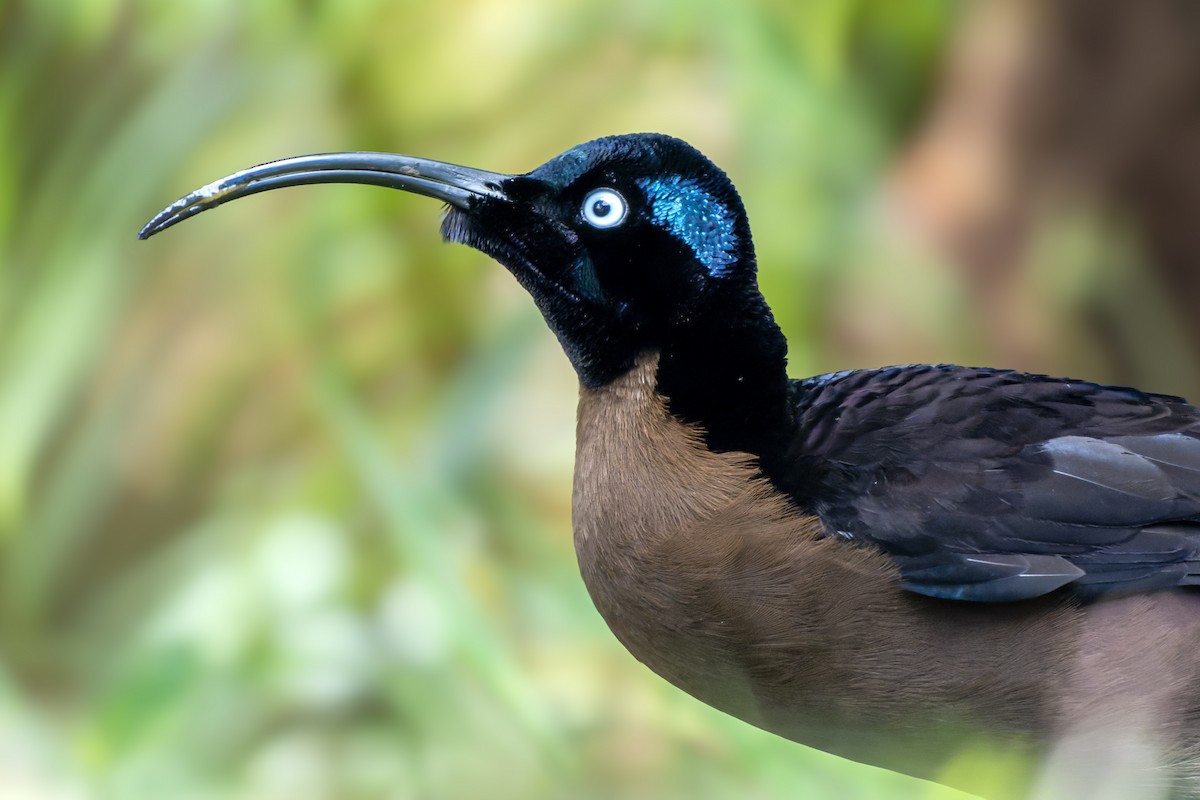 Brown Sicklebill - ML644538222