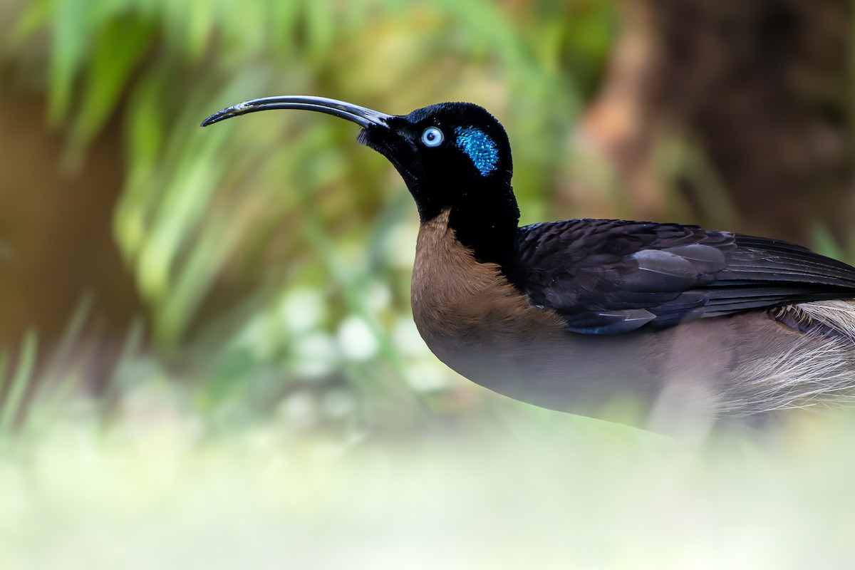 Brown Sicklebill - ML644538223