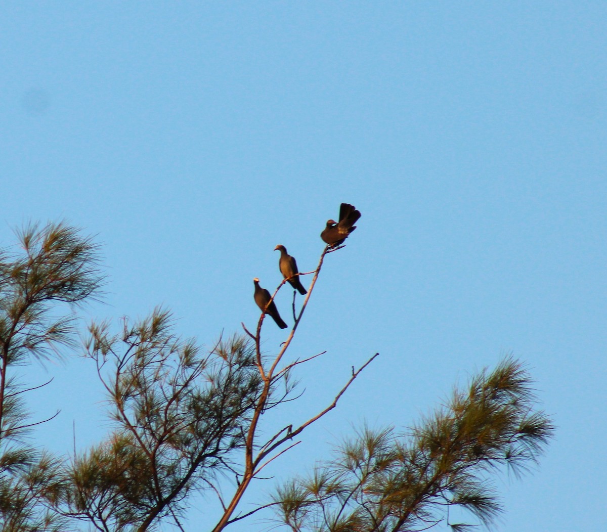 White-crowned Pigeon - ML644538227