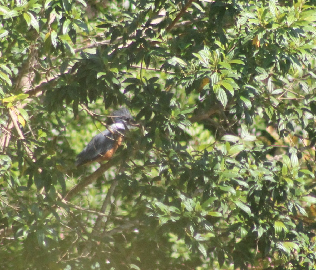 クビワヤマセミ - ML644538229