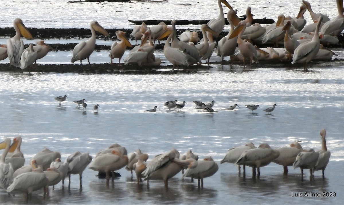 Pied Avocet - ML644538231