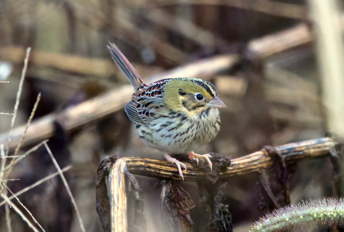 Henslow's Sparrow - ML644538233