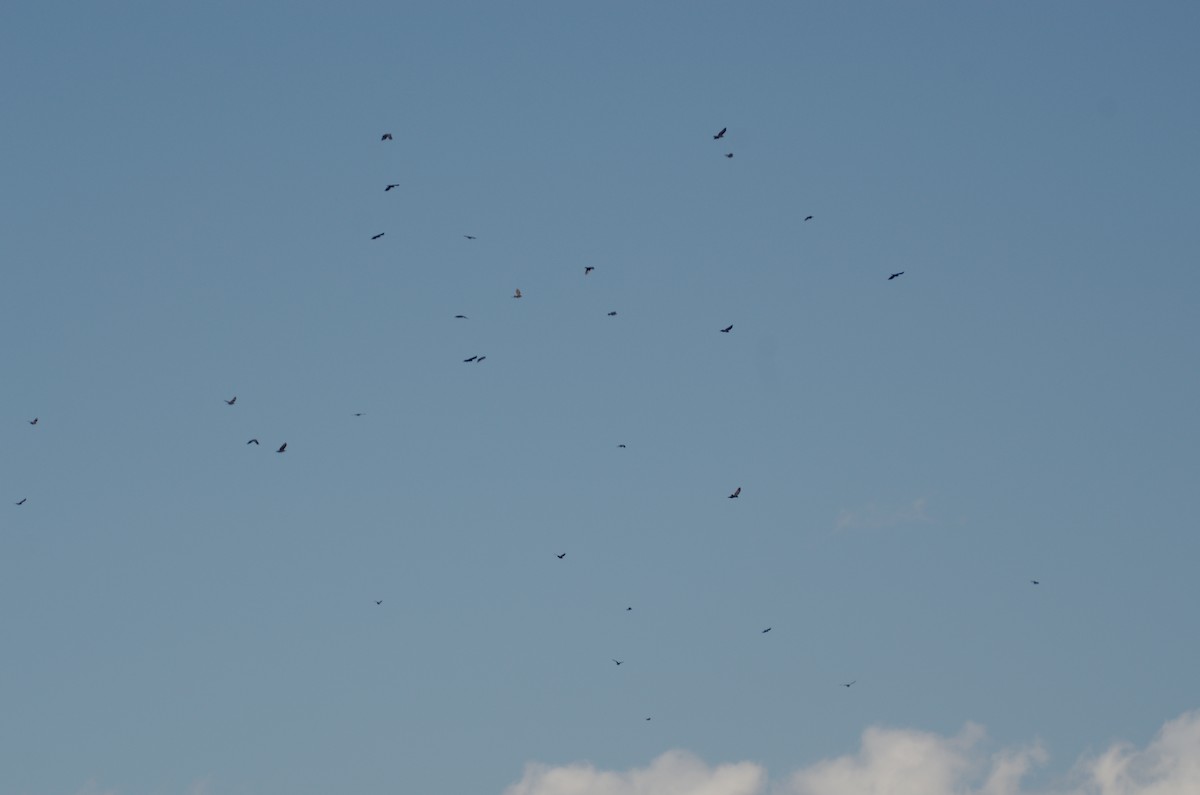 American Crow - ML644538234