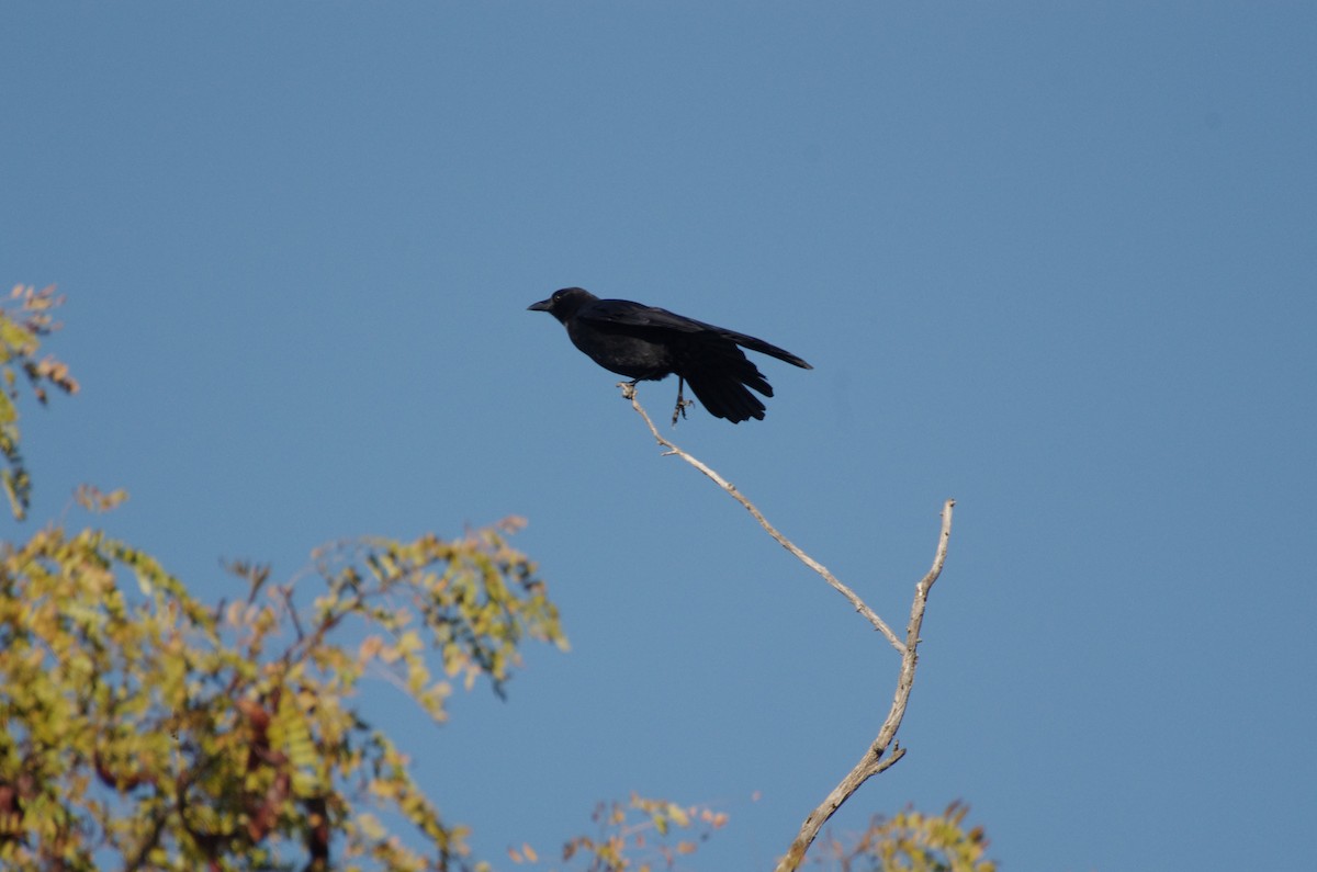 American Crow - ML644538235