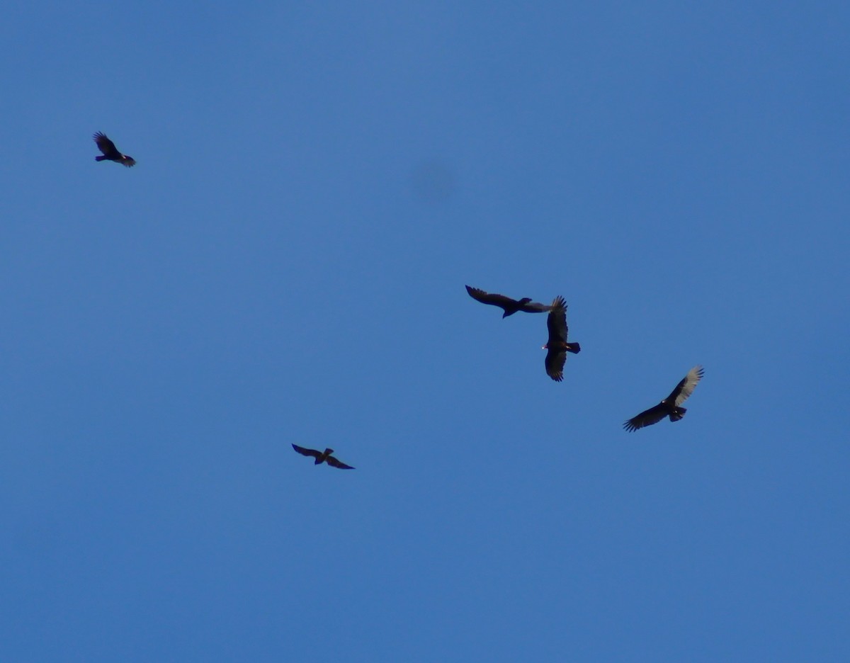 Short-tailed Hawk - ML644538245