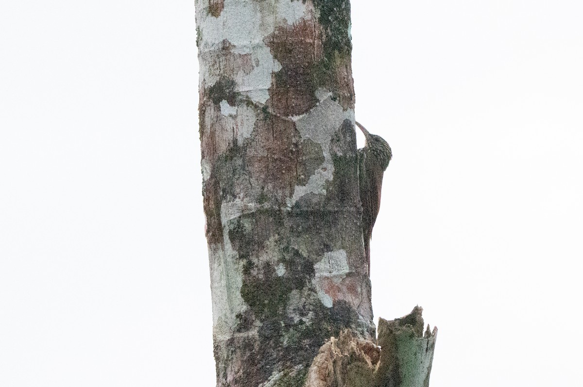 Streak-headed Woodcreeper - ML644538253