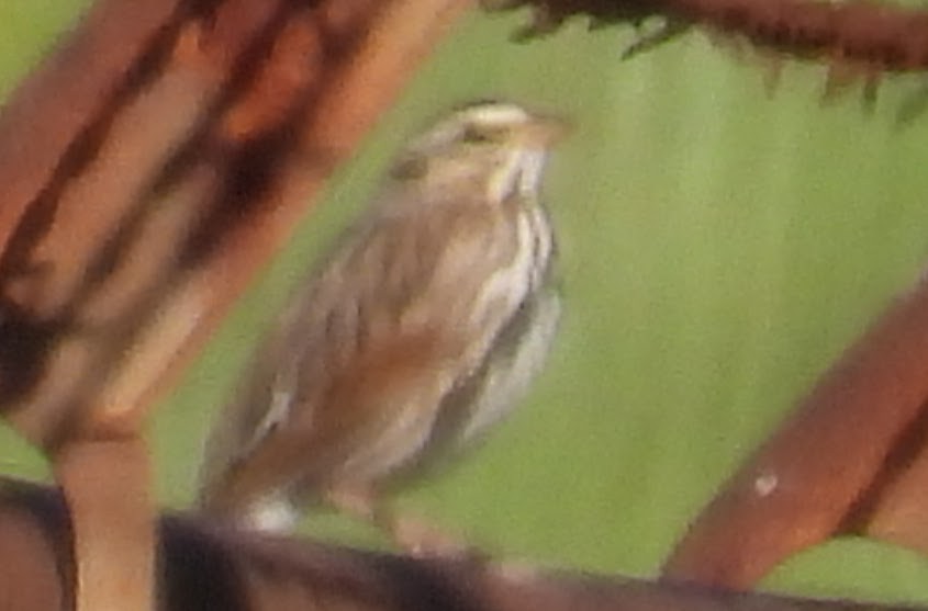 サバンナシトド - ML644538254