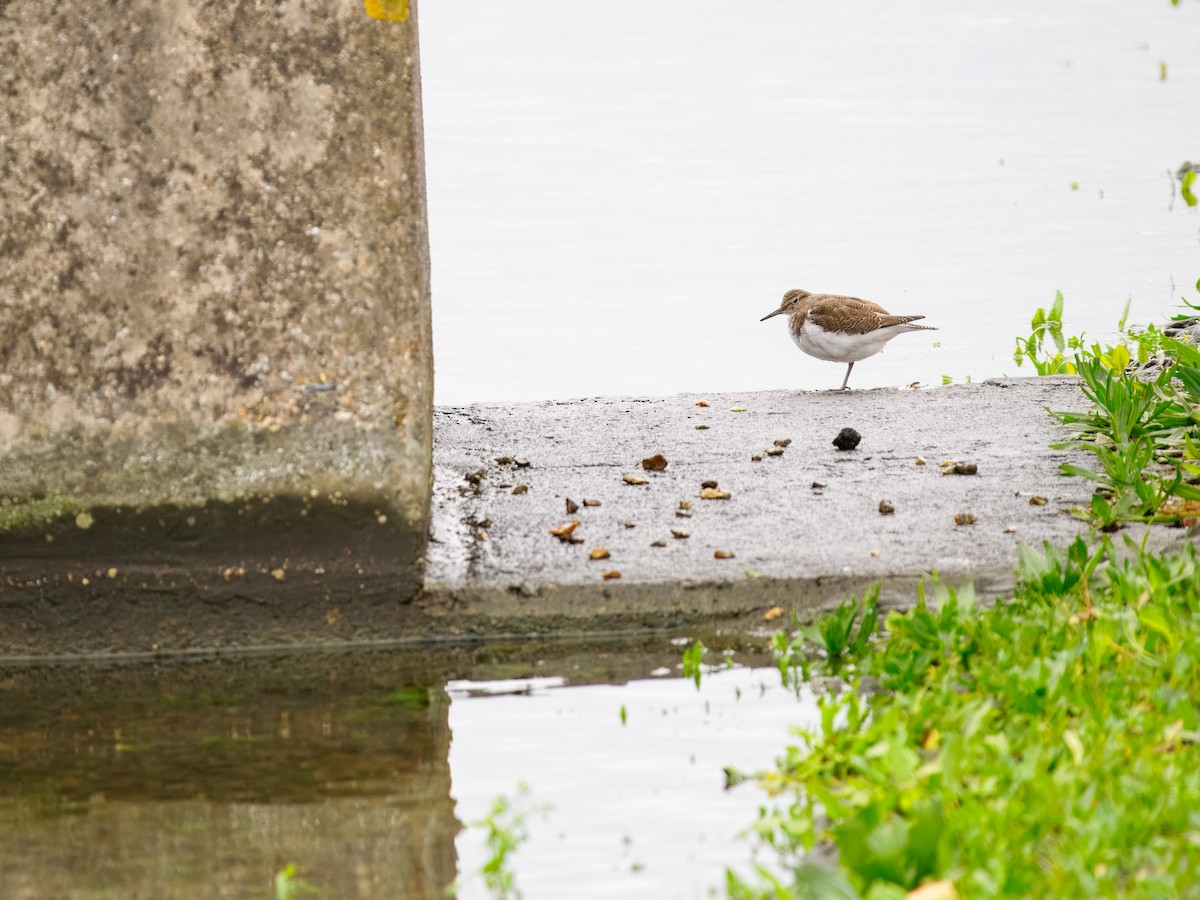 磯鷸 - ML644538255