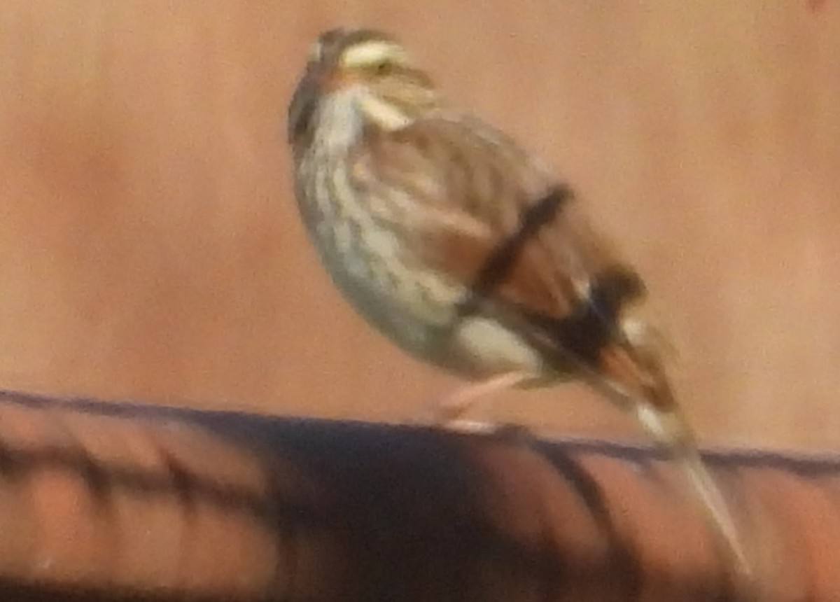 サバンナシトド - ML644538256