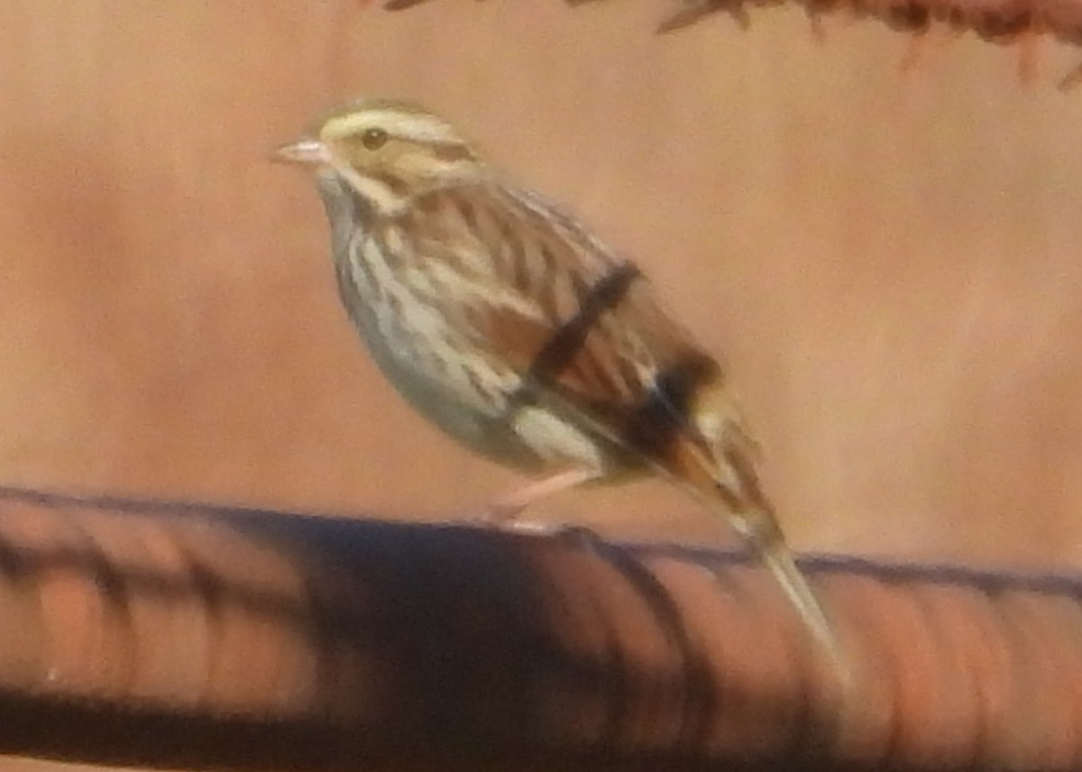 サバンナシトド - ML644538257