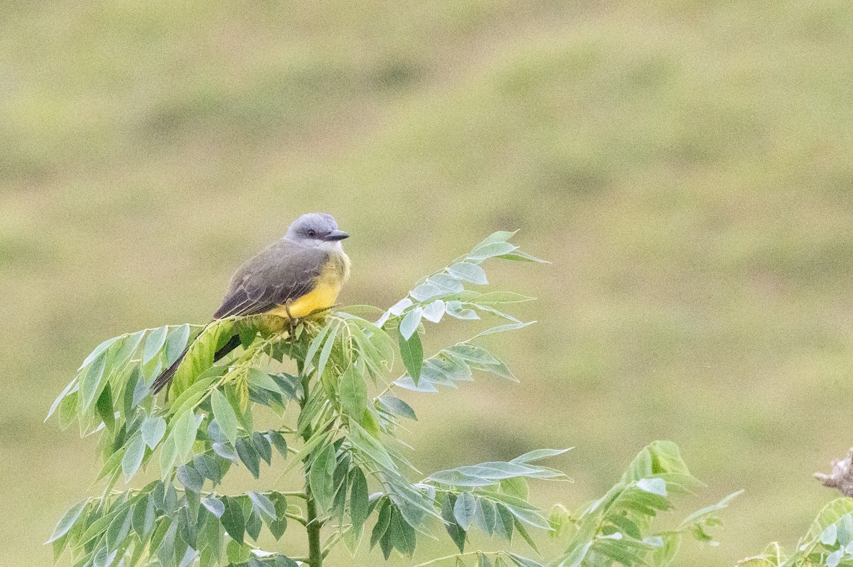 Tropical Kingbird - ML644538268