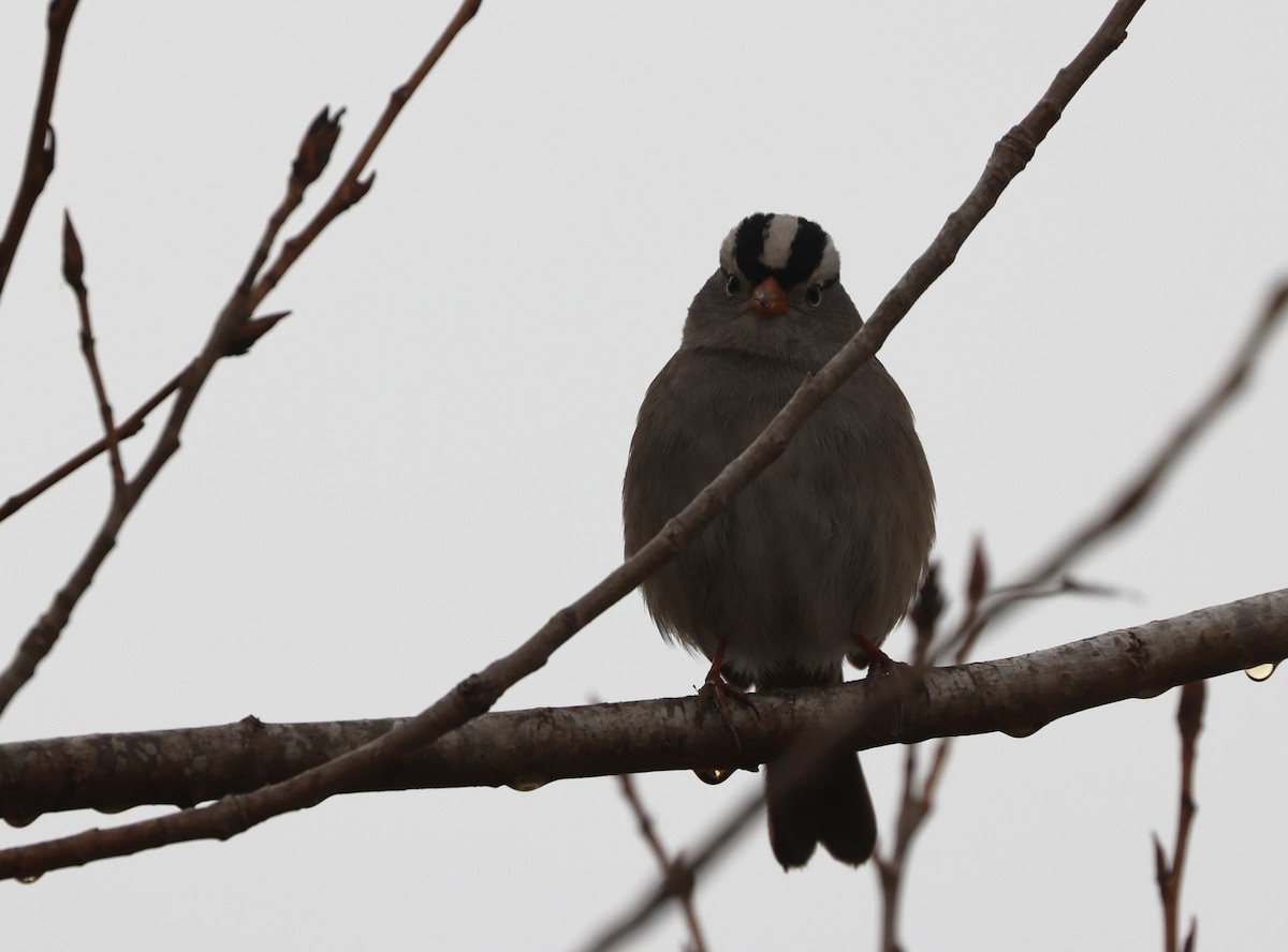 strnadec bělopásý - ML644538272