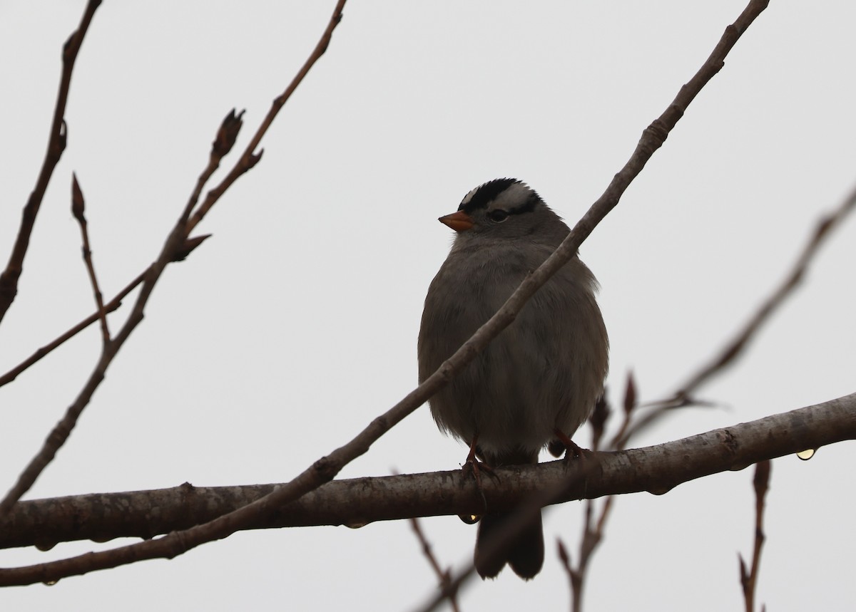 strnadec bělopásý - ML644538273