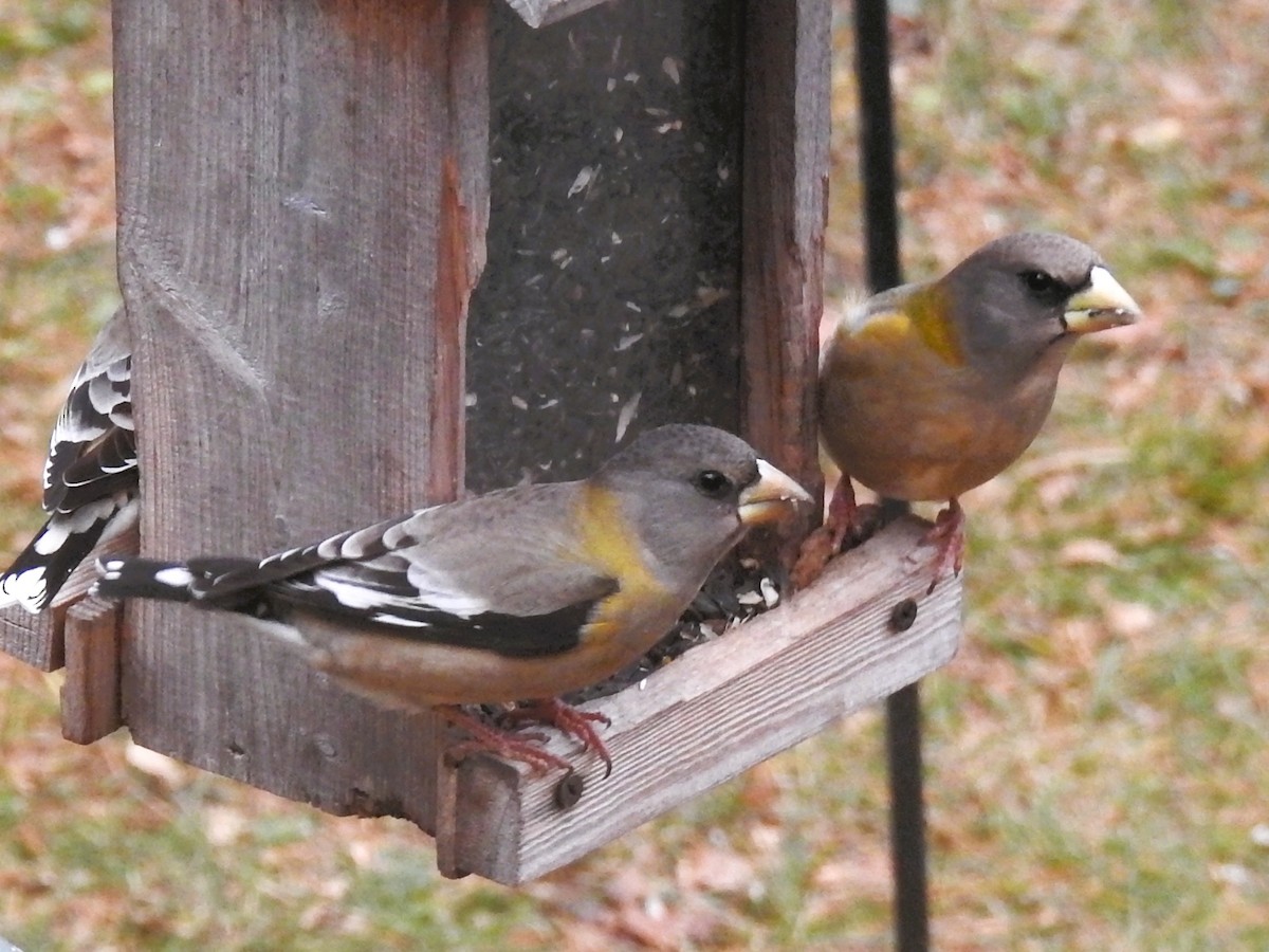 dlask žlutočelý - ML644538274