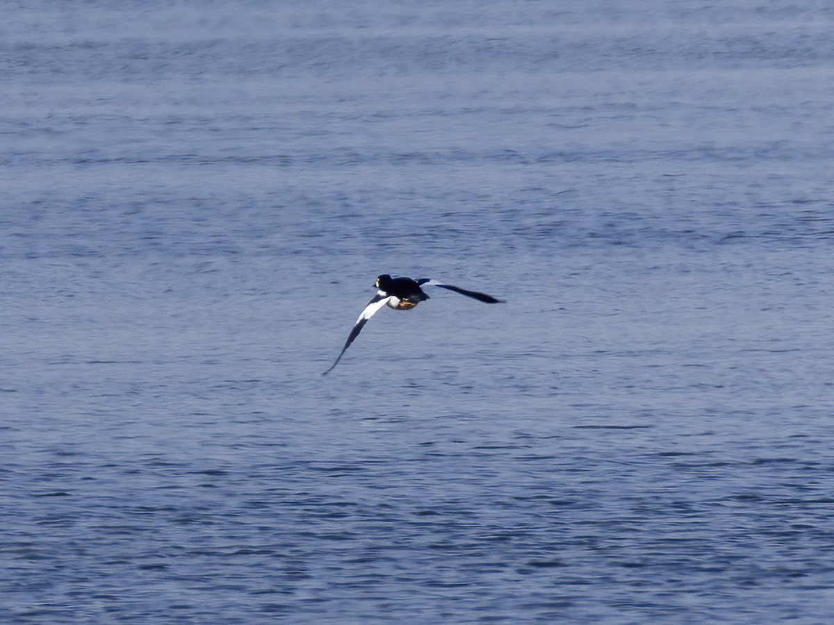 hohol severní - ML644538276