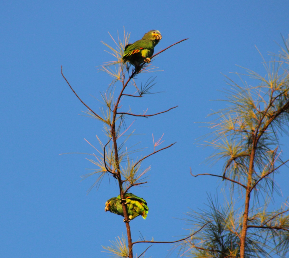Orange-winged Amazon - ML644538277