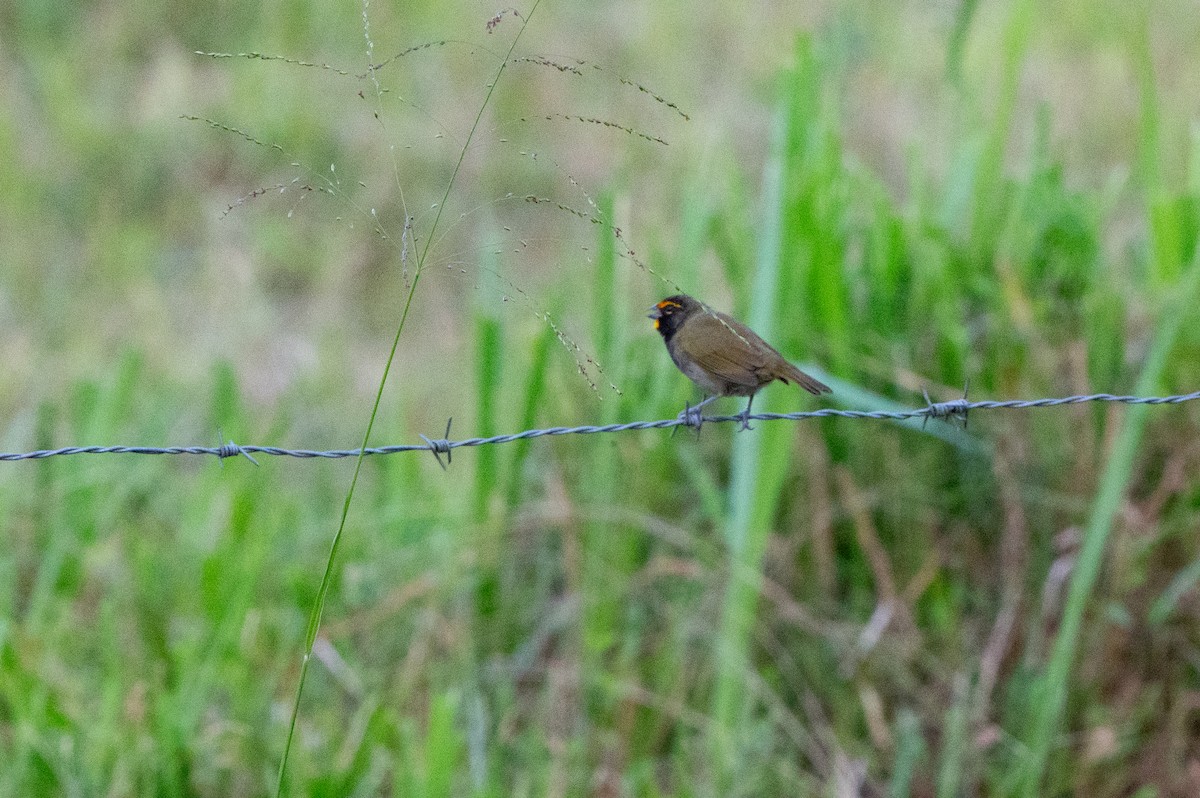 Yellow-faced Grassquit - ML644538278