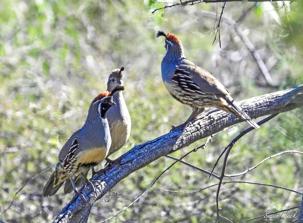 křepel čelenkový - ML644538279